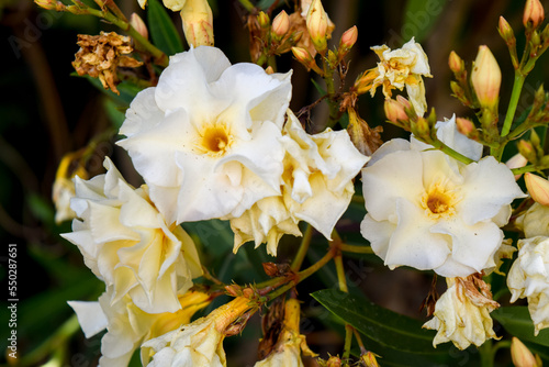 flores blancas de un laurel de jardín