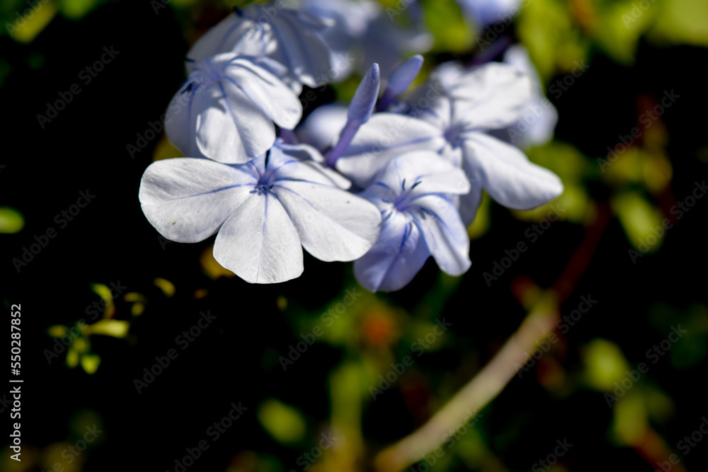 flores de un jazmín celeste.. Plumbago, Jazmín del cielo, Celestina - verdeesvida flores de un jazmín celeste.. Plumbago, Jazmín del cielo, Celestina - verdeesvida