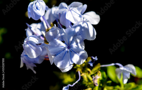 flores de un jazmín celeste.. Plumbago, Jazmín del cielo, Celestina - verdeesvida photo