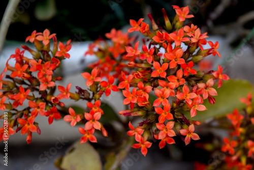 pequeñas flores rojas de un kalanchoe