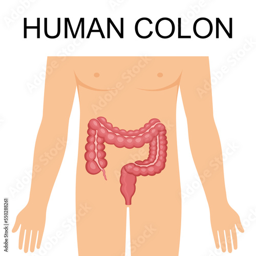 Human colon intestines organ, Anatomy, medicine concept, Healthcare. Internal organ, human colon vector illustration