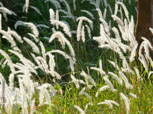 Rhizomatous grass (imperata cylindrica) known as Cogon grass (US) blady grass (Australia) or lalang (Malaysia).