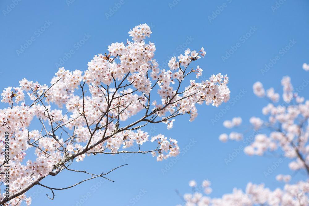 春の青空