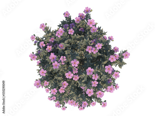 Gray-Leaved Cistus top view png alpha channel