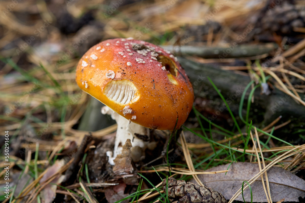mushroom close-up macro in the forest mushroom close-up macro in the forest
