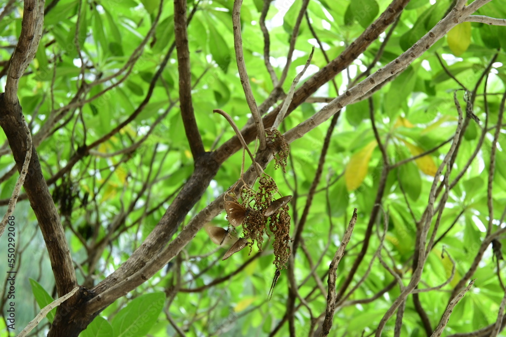 Euploea abjecta .Spotted butterflies with white spots on a brown wings in Palau. They congregate in a specific tre Euploea abjecta .Spotted butterflies with white spots on a brown wings in Palau. They congregate in a specific tre