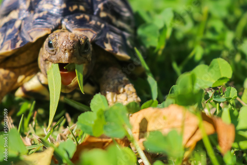Close up of a cute African Leopard Tortoise eating a leaf in a green field
