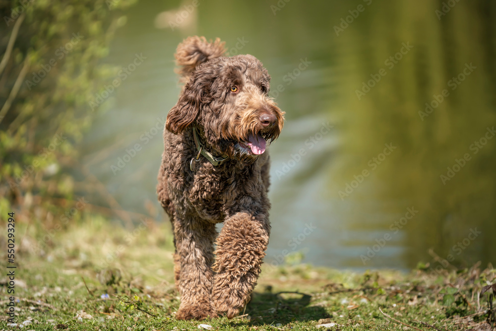 Big Giant Brown Labradoodle walking looking away from the camera
