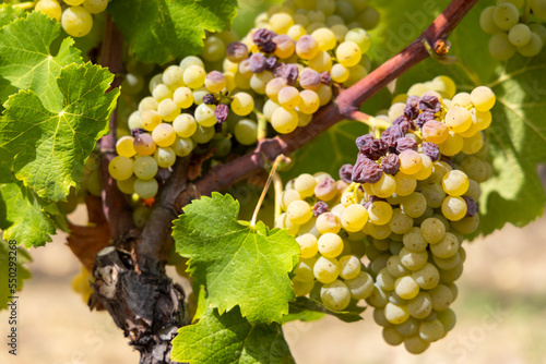 Typical grapes with botrytis cinerea for sweet wines, Sauternes, Bordeaux, Aquitaine, France