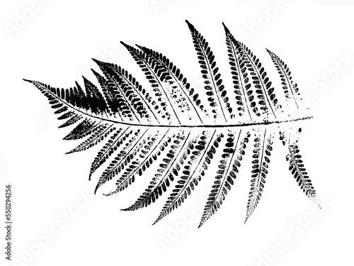 texture of fern foliage imprint on paper, stamp from leaf texture on a white background