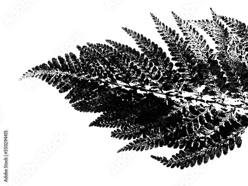 texture of fern foliage imprint on paper, stamp from leaf texture on a white background