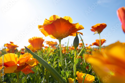 Orange Calafornia poppies in a flowering field. photo