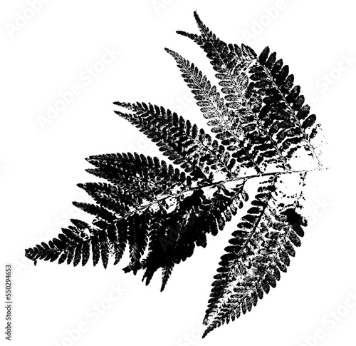 Фототапет texture of fern foliage imprint on paper, stamp from leaf texture on a white bac