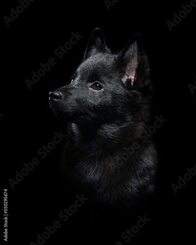 The head of a dog breed Schipperke on a black background