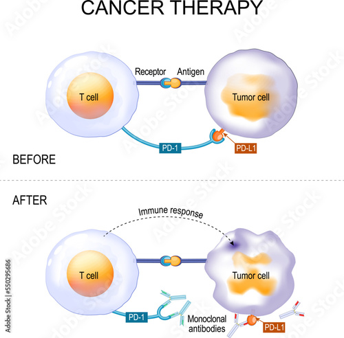 Cancer therapy of monoclonal antibodies