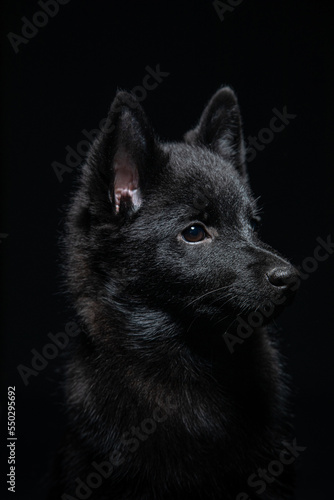 The head of a dog breed Schipperke on a black background