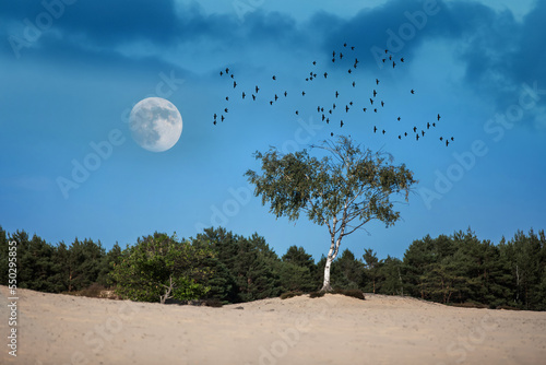 samotna brzoza na środku śródlądowej pustyni, księżyc i lecące ptaki