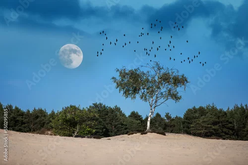 Obraz samotna brzoza na środku śródlądowej pustyni, księżyc i lecące ptaki