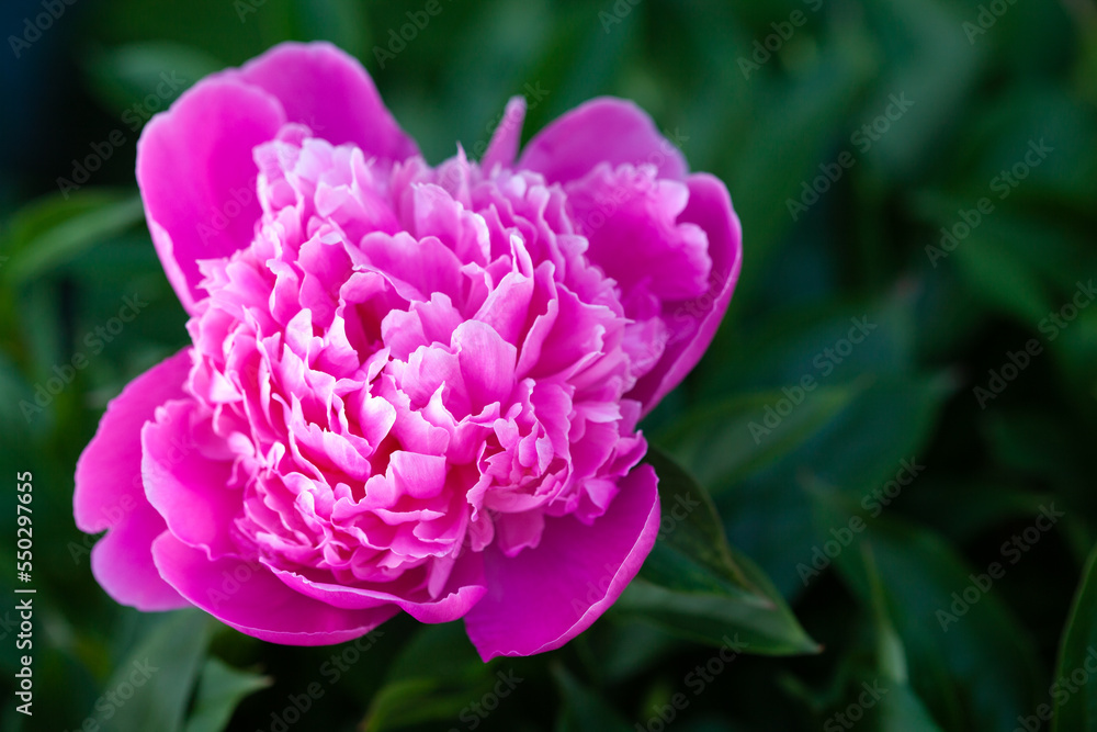 Beautiful pink peony blossoming in the garden in summer.
