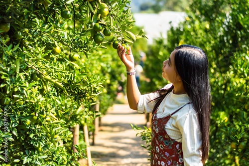 Young Asian woman farmer standing while Side view of young woman holding orange fruit on field. Female farm owner working and harvesting orange fruit in the garden green farm. Woman picking orange.
