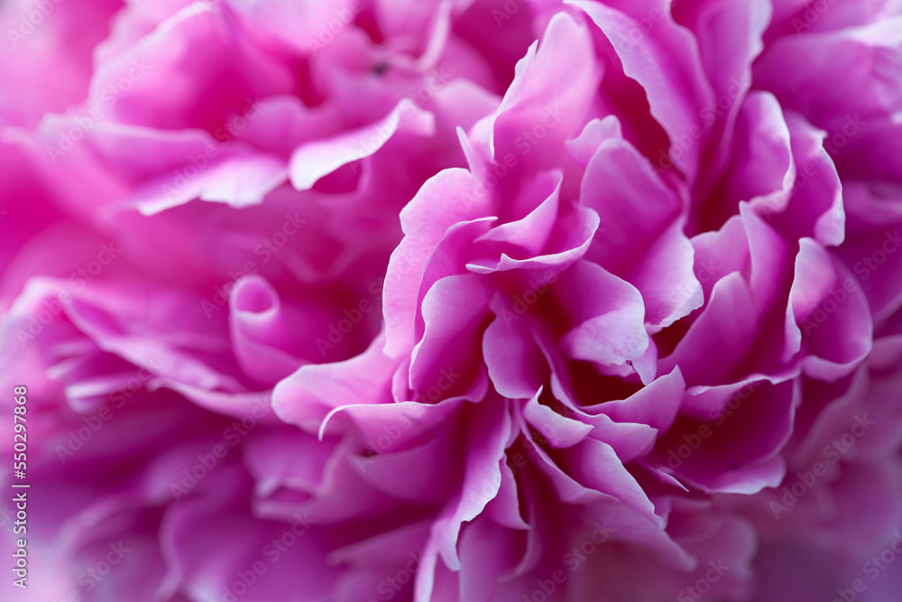 Pink peony macro photo. Gentle abstract floral pastel background