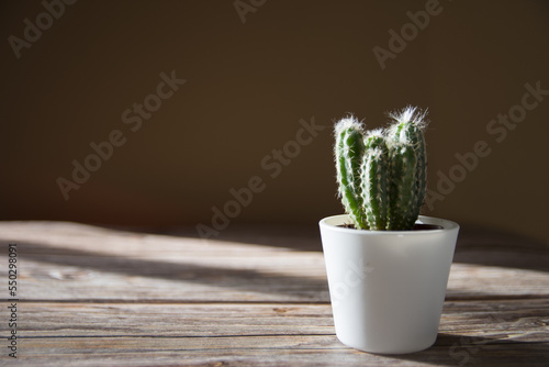 Small cactus plant on a desk