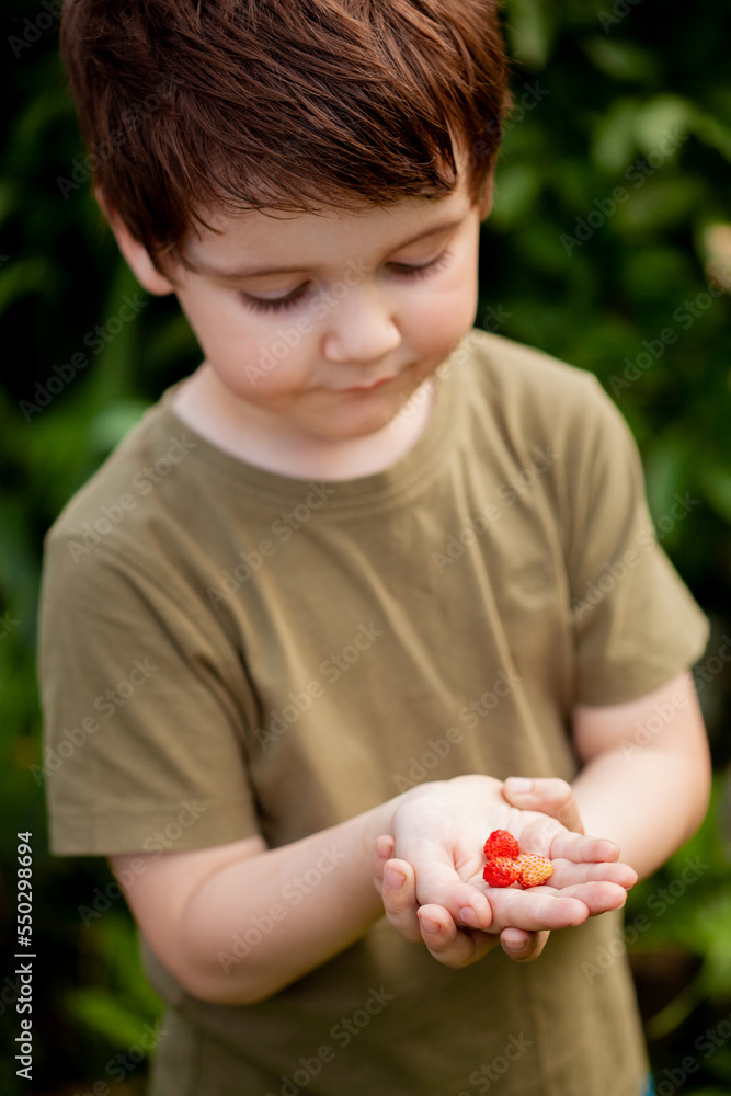 little boy shows freshly picked ripe strawberries while squatting in the garden little boy shows freshly picked ripe strawberries while squatting in the garden
