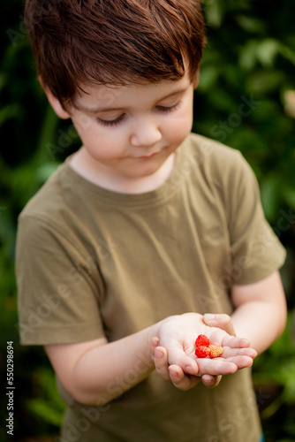 little boy shows freshly picked ripe strawberries while squatting in the garden