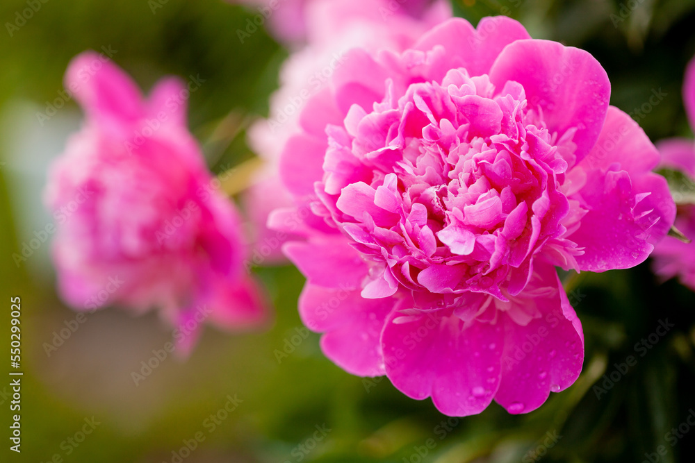 Beautiful pink peonies blossoming in the garden in summer. Beautiful pink peonies blossoming in the garden in summer.