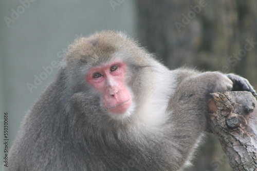 joli macaque japonais, il a un regard rempli de tendresse, Macaca fuscata photo
