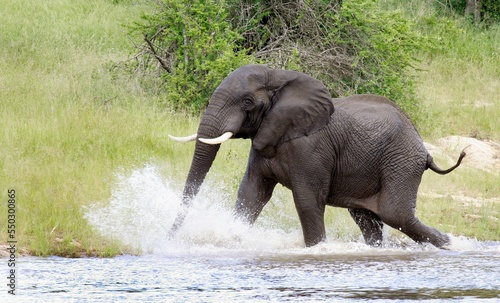 Cute elephant walking in a river at Kruger National Park in South Africa during the daytime