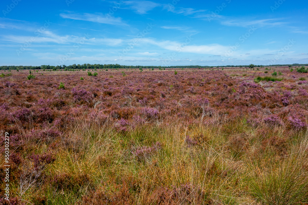 Purple flowering moorland of the Veluwe, Netherlands
