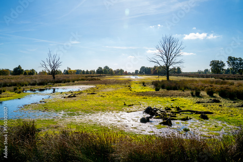 Swamp in a marshland in Bargerveen, Netherlands
 photo