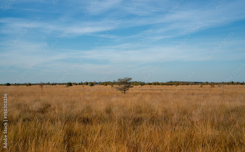 Fototapeta premium Landscape in a marshland in Bargerveen, Netherlands 