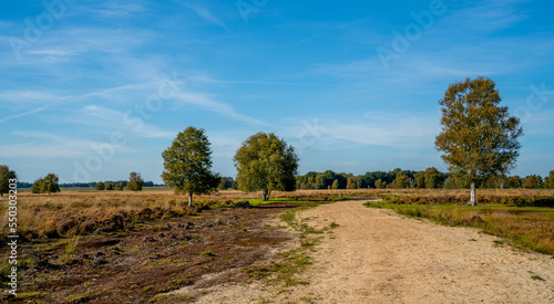 Landscape in a marshland in Bargerveen, Netherlands 