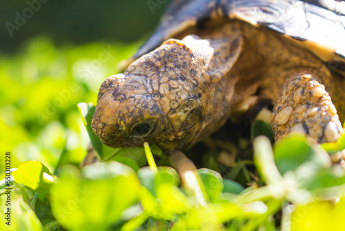 Close up of a cute African Leopard Tortoise eating clovers in a green field