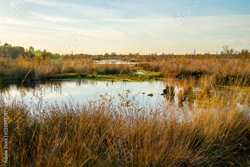 Obraz na plátně Swamp in a marshland in Bargerveen, Netherlands