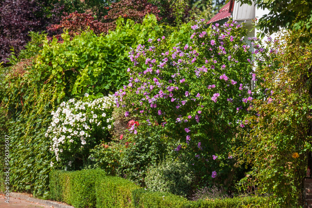 Gartenhecke, Garten, Blumen, , Osterholz-Scharmbeck, Niedersachsen, Deutschland