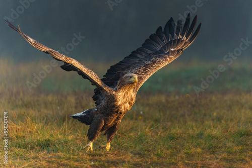 Fotografia Eagle flying
