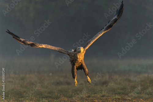 Eagle flying. White tailed eagles (Haliaeetus albicilla) flying at a field in the forest of Poland searching for food on a foggy autumn morning.