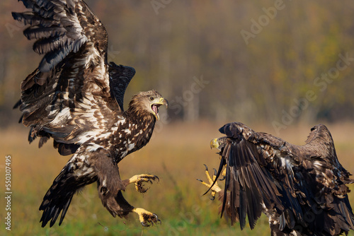 Eagle battle. White tailed eagles (Haliaeetus albicilla) fighting for food on a field in the forest in Poland. 