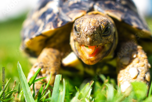 Close up of a cute African Leopard Tortoise eating for clovers and grass in a green field photo