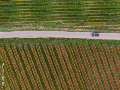 Aerial view of a road passing through the vineyards in autumn. A car passes and the vines are yellow-orange in the Colors of autumn, Alsace, France, Europe