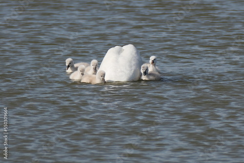 Schwan schwimmt mit Familie auf einem See 
