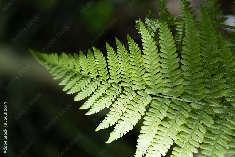 fern leaf background high detail of isolated fern leafs blurry background