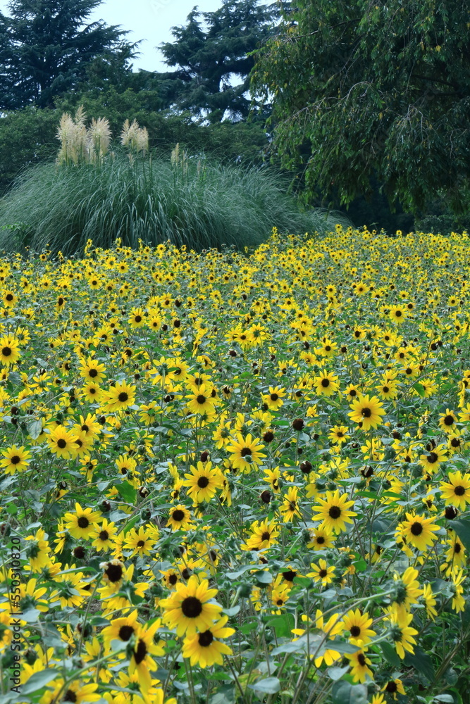 Obraz premium 太陽の花