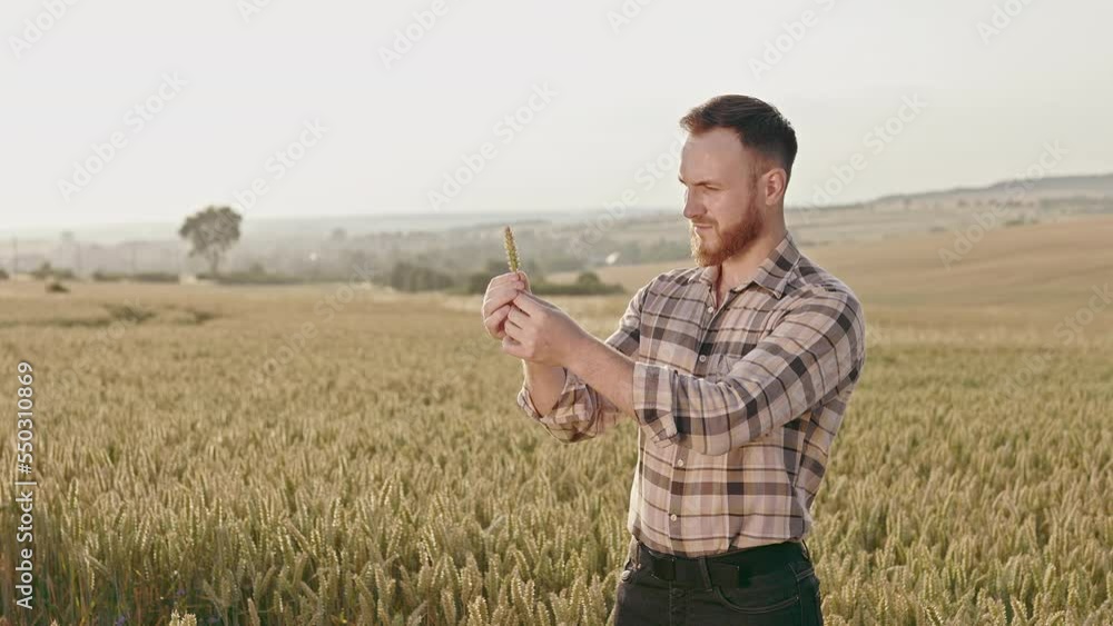 Front view of farmer with beard wearing plaid shirt, holding wheater, showing, admiring. Young man cultivating, harvesting wheat, working on field. Concept of agriculture. Front view of farmer with beard wearing plaid shirt, holding wheater, showing, admiring. Young man cultivating, harvesting wheat, working on field. Concept of agriculture.
