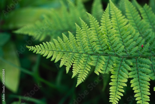 fern leaf background high detail of isolated fern leafs blurry background