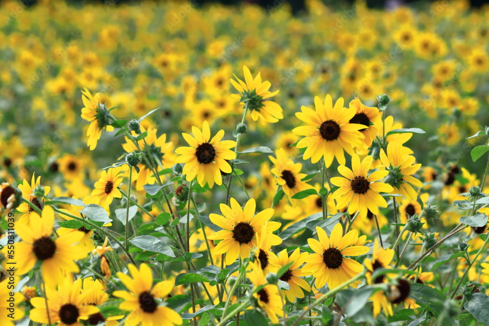 太陽の花 太陽の花