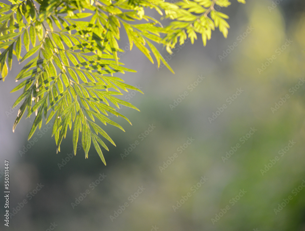 A nature background with backlit leaves in the foreground and a defused background with space for copy A nature background with backlit leaves in the foreground and a defused background with space for copy